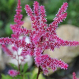 Květina astilba ? - poradenství v péči, výsadbě, zalévání a množení...